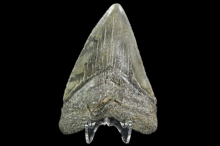 Serrated, Fossil Megalodon Tooth - Georgia #104566